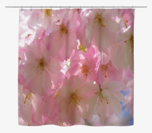 Japanese Cherry Blossom Tree Shower Curtain