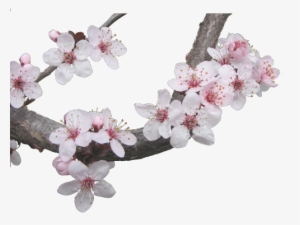 Japanese Cherry Blossom Tree - Japanese Cherry Blossom Transparent
