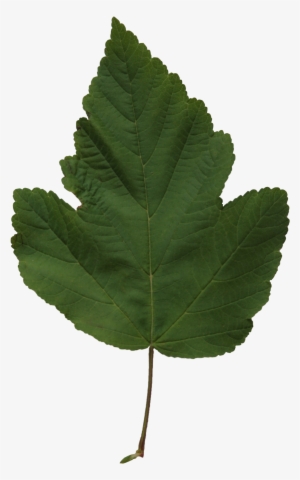 2d Leaves - Leaf