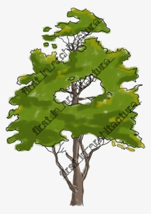 Plan Vector Tree Sketch - Sketchy Tree