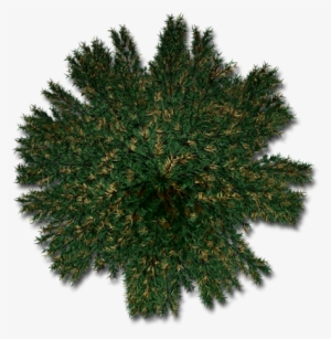 Fir-b - Shortleaf Black Spruce