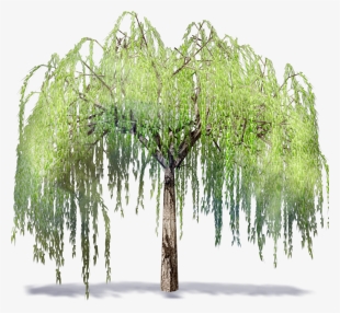 Willowtree - Willow Tree Transparent