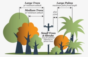 Consider The Mature Size Of The Tree And Space Constraints - Illustration