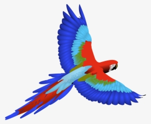 Macaw Png