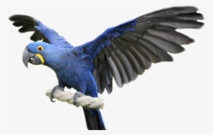 Hyacinth Macaw, Blue Macaw, Blue Macaw Facts - Spix Macaw Png
