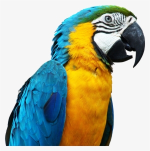 Parrot Render By Originalboss-d5g404n Talking Parrots, - Pet Parrot
