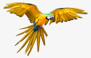 Liked Like Share - Guacamaya Png