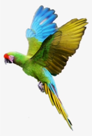 Parrot