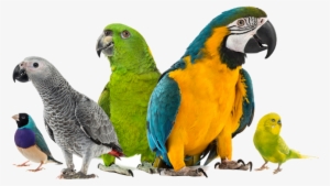 Exotic Bird Hospital Blog - Pet Birds White Background
