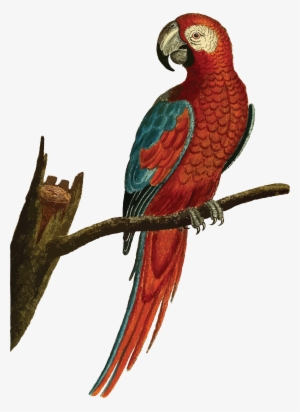 , , - Parrot Birds Clip Art