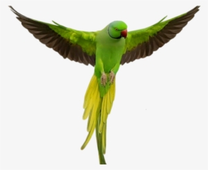 Macaw Png Transparent Images - Imagenes De Aves Con Frases De Amor
