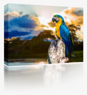 Macaw - Parrot