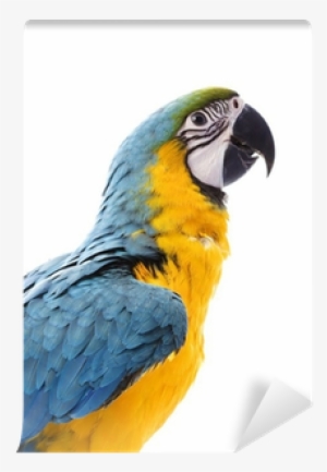 Blue-and-yellow Macaw