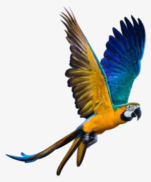 We Specialize In Breeding Macaws And Parrots - Screen Protector