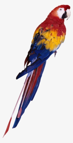 Parrot Png