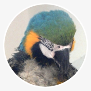 Macaw