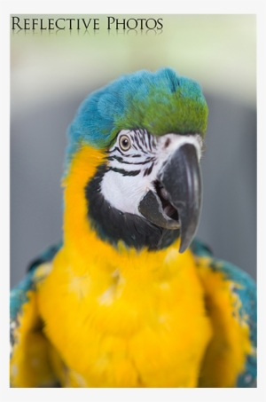 Fluffed Blue And Gold Macaw - Blue-and-yellow Macaw