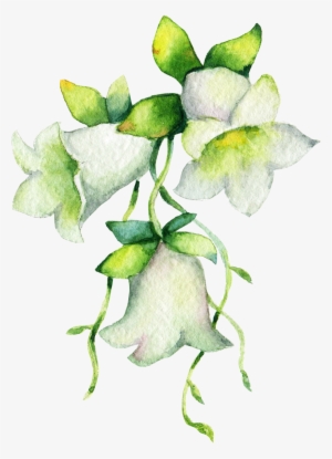 Dang Shen - Lily Of The Valley