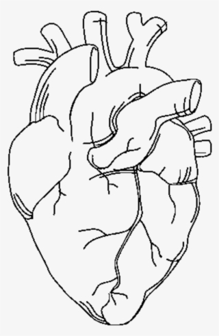 Drawn Grenade Human Heart - Realistic Heart Line Art - 4000x6616 PNG ...