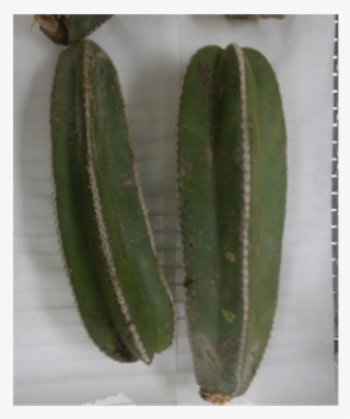 (b) - San Pedro Cactus