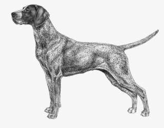 German Shorthaired Pointer - German Short Haired Pointer Png