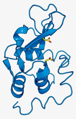 First X-ray Crystal Structure Of An Enzyme Helped Scientists