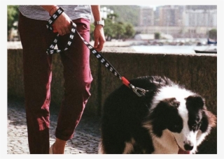 Skull Collection - Dog