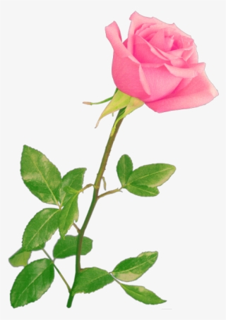 Photoshop Rose