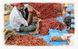 Jpeg 10 Aug 2013 - Chili Pepper