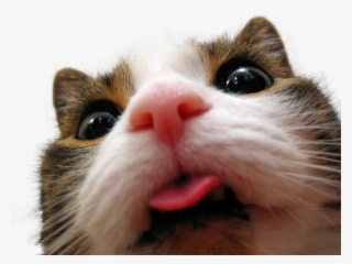 Thanks For The Info, Buddy - Cat With Their Tongue Sticking Out