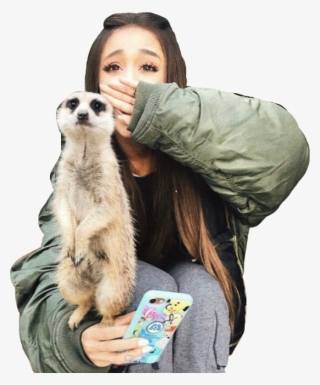 Arianagrande Meerkat Zoo Cute Freetoedit - Ariana Grande At Australia Zoo
