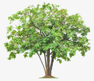 Thumb Image - Orange Tree Without Oranges