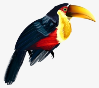 Free Png Toucan Transparent Png Images Transparent - Hornbill Image Transparent Background