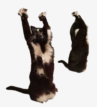 Transparent Png To Use For Memes - Transparent Meme Cat