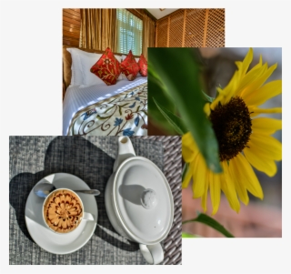 Relax In Our Resort - Sunflower