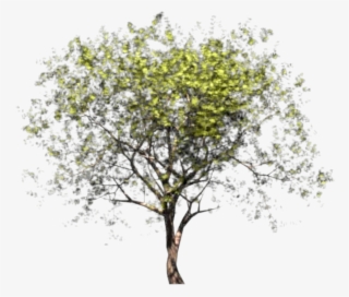 Anterior Siguiente - Pear