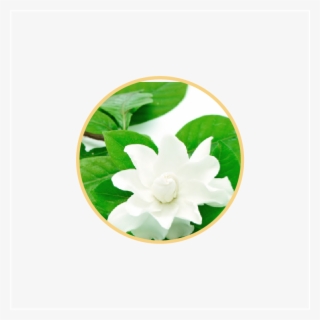 Gardenia Breeze - Artificial Flower