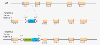 Knockout First With Rescue Of Expression From Genetargeting - Knock Out First