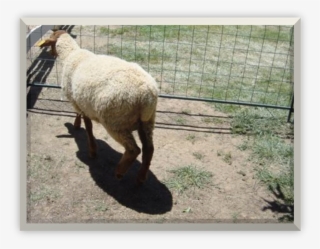 California Red Sheep Ram - Sheep