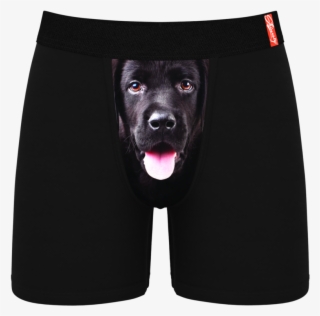 100 Facts Dogs Puppies By Camilla De La Bedoyere