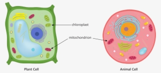 Animal Plant Cell Mitochondria Chloroplast Respiration - Animal Cell Diagram Centrioles