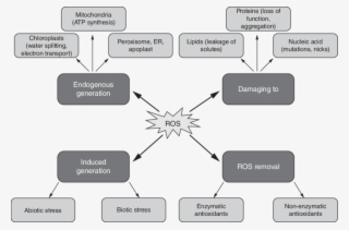 The Consequences And Removal Of The Production Of Reactive - Reactive Oxygen Species