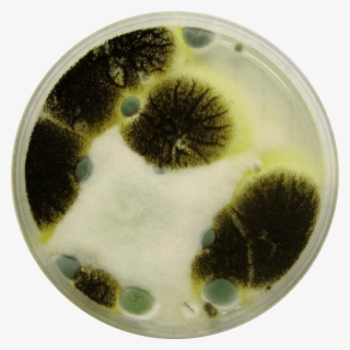 Mold Petri Dish