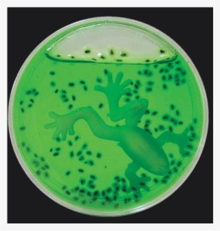 Auction - Petri Dish