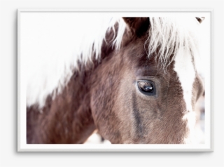 Brown Horse Aiko - Black