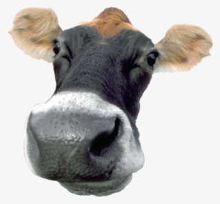 A Typical French Cow That Produces Chocolate Milk - Cow Tipping Champ Wall Clock