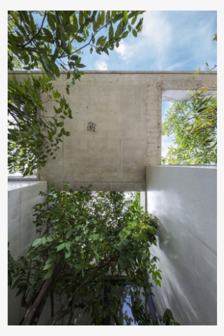 Planter Tree In Building