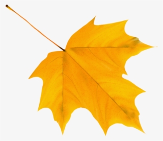 Download Yellow Autumn Leaf Clipart Png Photo - Autumn Leaf Png