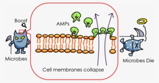 1 Scheme Of Amps Working To Cell Membranes - Cell Membrane With Amps