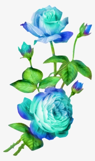 Blue Roses - Garden Roses